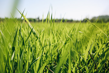 Tall green grass in the field. Summer spring meadow landscape on a sunny day. Nature eco friendly photo. Wallpaper with the blue sky.