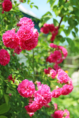Beautiful roses growing near house. Pink roses bloom in garden. Big bush of flowers