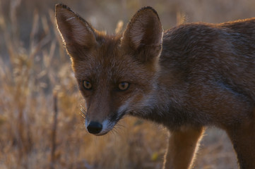 Obraz premium Red fox (Vulpes vulpes) in the field.