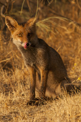 Red fox (Vulpes vulpes) in the field.