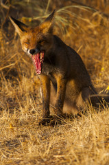 Red fox (Vulpes vulpes) in the field.
