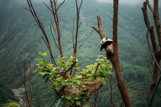PANDA