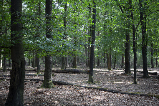 Beech forest (Fagus sylvaticus); Drents-Friese Wold National Park, Drenthe, Netherlands