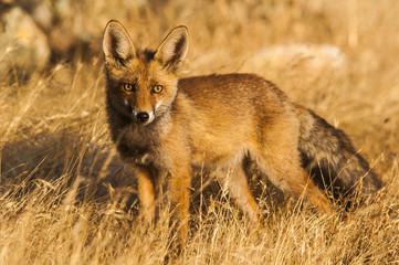 Red fox (Vulpes vulpes) in the field.