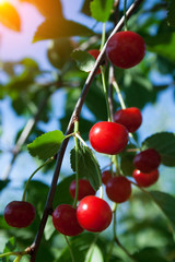 Branch with cherry