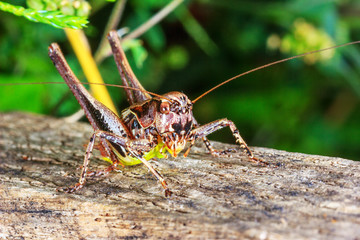 large grasshopper close-up in a natural habitat