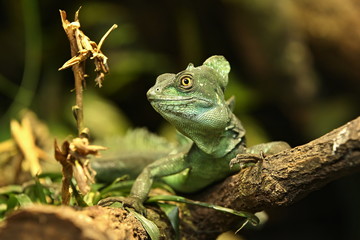 Amazing  basilisk in the nature habitat. Wild animals in captivity. Beautiful tropical reptile. Deep green dragon on a tree. Basiliscus plumifrons.