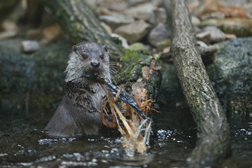 
Very cute river otter in the nature habitat. Wild animals in captivity. Beautiful and endangered european mammals. River otters playing in the water. Lutra lutra.
