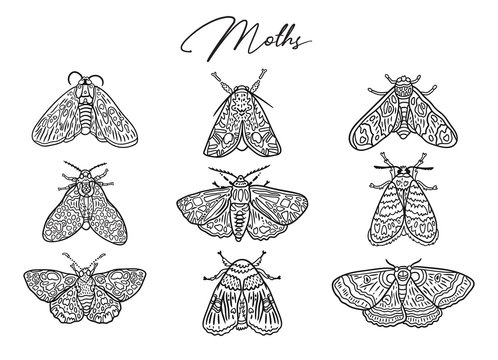 Ink butterflies and moths collection. Hand drawn vector illustration. Ideal for coloring print