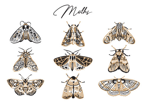 Cute butterfly and moth collection in retro style. Beautiful craft and red moths illustration