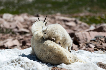 A Baby Mountain Goat Lamb Testing Mothers Patience