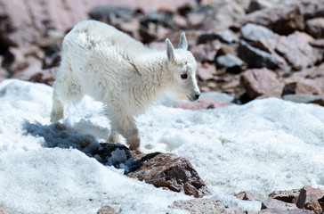 A Mountain Goat Kid in the Snow 