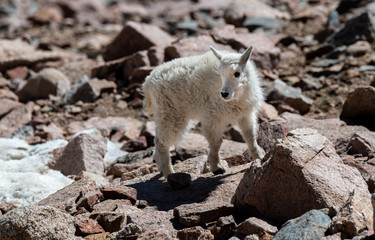 A Baby Mountain Goat Kid on Mountain Top