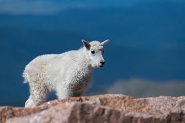 A Baby Mountain Goat Kid on Mountain Top