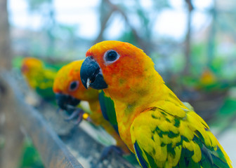 three bright colorful tropical parrots on perch eating cereals at the zoo in summer sunny day