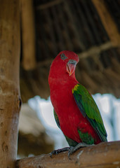 bright tropical parrot with green wings and red chest on perch on dark blurred background 