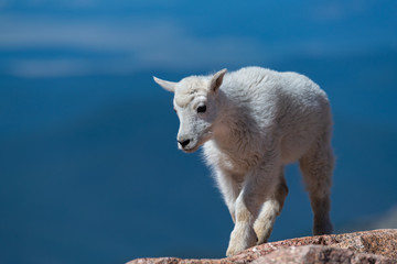 A Baby Mountain Goat Kid on Mountain Top