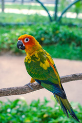 bright tropical parrots rainbow colors on branch on blurred green background in sunny summer day 