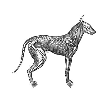 The dog skeleton and muscles. Graphic illustration with a scary dog, or hellhound. It can be used for printing on t-shirts, cards, or used as ideas for tattoos.