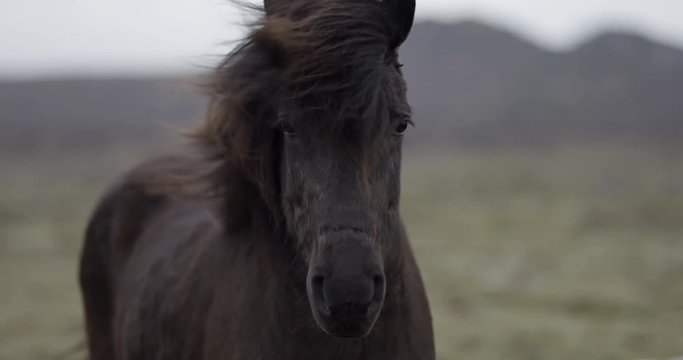 4K Slow motion medium shot of black horse looking into the camera in the Icelandic countryside