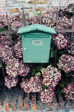 Green mailbox and pink hydrangea 