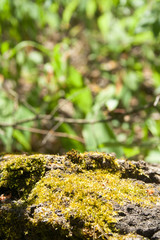 Green moss on a tree