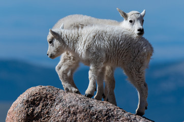 Baby Mountain Goat Kids Playing on Top of Mount Evans