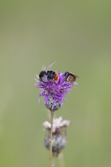 Bumblebees on the blossom of a thistle plant