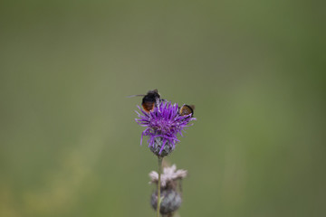 Bumblebees on the blossom of a thistle plant
