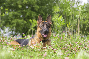 German shepherd play in the summer park