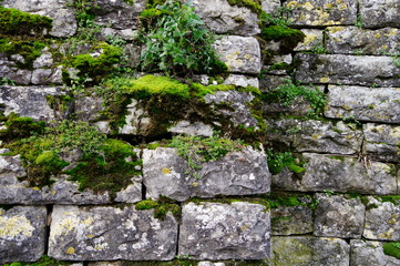 Alte Naturstein-Mauer mit Moos und Grünpflanzen