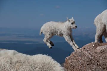 An Adorable Baby Mountain Goat Lamb