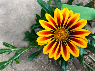 A bright striped flower.