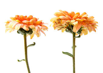 Chrysanthemum flower on a long stem on a white background is insulated