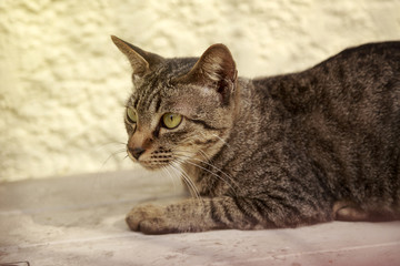 Cat kitten, Cute pet  at home in lampang Thailand