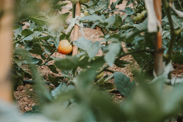 huerto ecológico de tomates  - 212737772