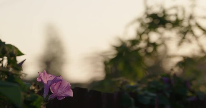 Fence covered in purple honey suckle vines overlooking rooftops in southern California at sunset.