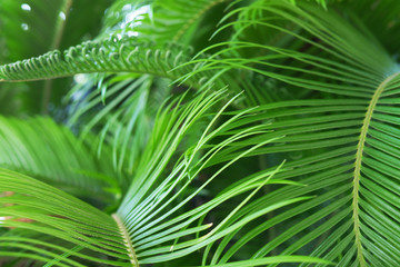 Green leaves of a palm tree close-up.Tropical natural abstract background.