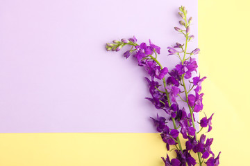 bouquet of purple bellflowers