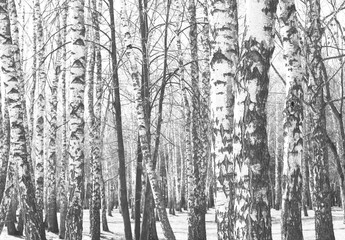 Naklejka premium Black and white photo of black and white birches in birch grove with birch bark between other birches