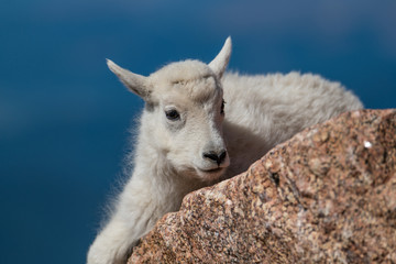 Fototapeta premium An Adorable Baby Mountain Goat Lamb