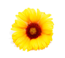 Beautiful daisy flowers isolated on  white background .