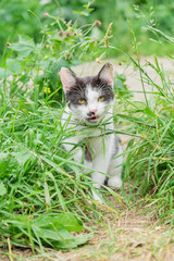 black and white stray cat sitting in grass