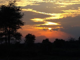 Bush sunset