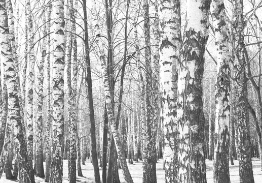 Black and white photo of black and white birches in birch grove with birch bark between other birches © yarbeer