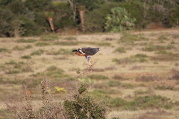Jackal Buzzard at Kariega Safari Park, South Africa