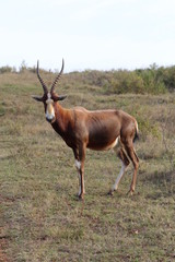 Naklejka na ściany i meble Antelope at Kariega Safari Park, South Africa