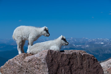 Baby Mountain Goat Kids Overlooking the Rocky Mountains