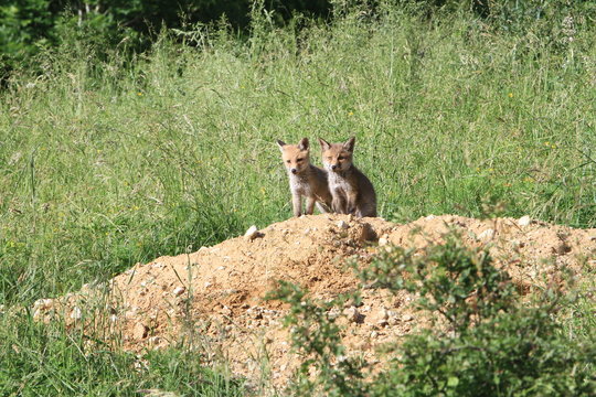 Renardeaux jumeaux devant leur terrier