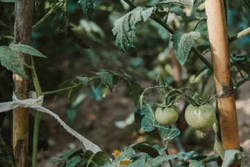 huerto ecológico de tomates  - 212738752